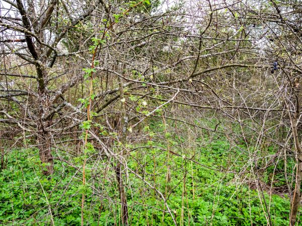 Underbrush Clearing in Morrisville