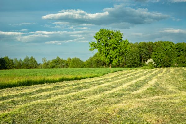 Cost of Vegetation Removal in Morrisville
