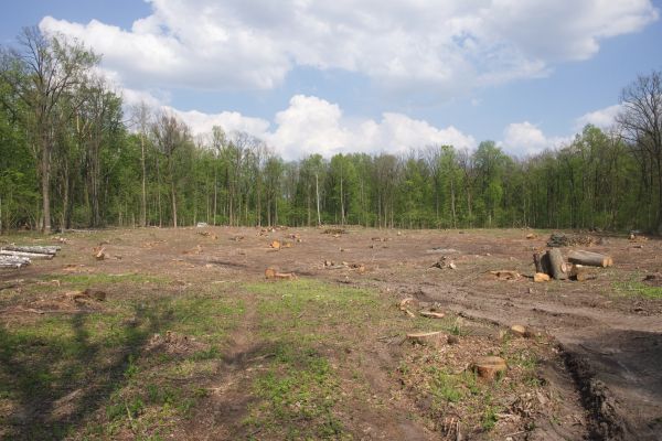 Cost of Pasture Clearing in Morrisville