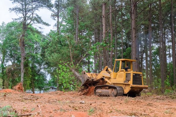 Forest Thinning in Morrisville