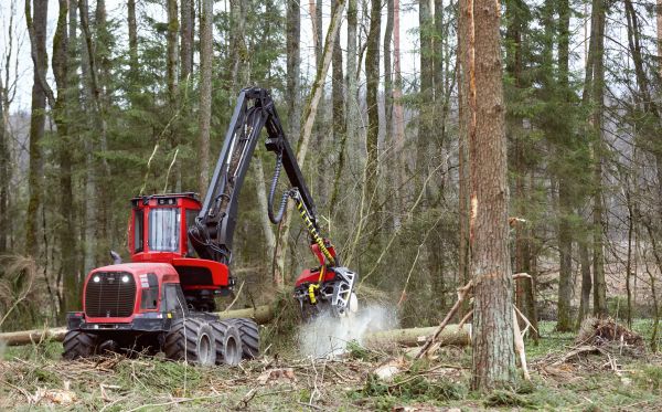 Cost of Forest Clearance Service in Morrisville