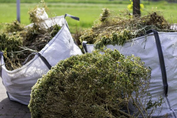 Cost of Bushes Clearing in Morrisville