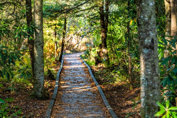 Cost of Trail Clearing in Morrisville
