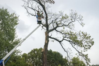 Tree Removal Process