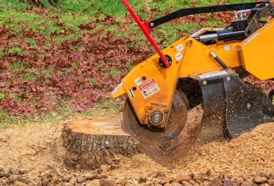 Stump Grinding and Disposal